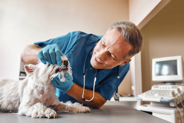 Best Emergency Denture Repair in St Ansgar, IA